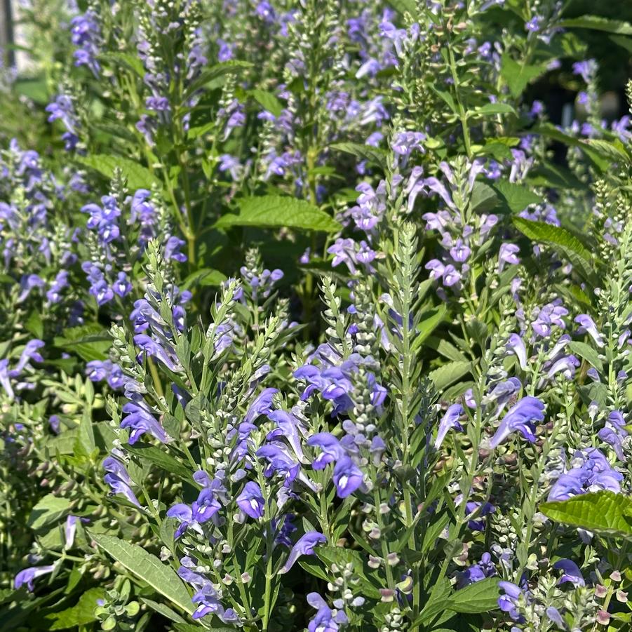 Scutellaria incana - Hoary Skullcap from Pleasant Run Nursery