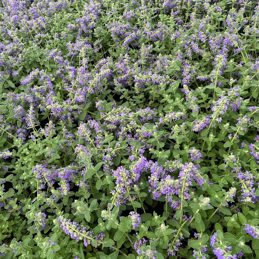 Nepeta x 'Purple Haze' - Catmint from Pleasant Run Nursery