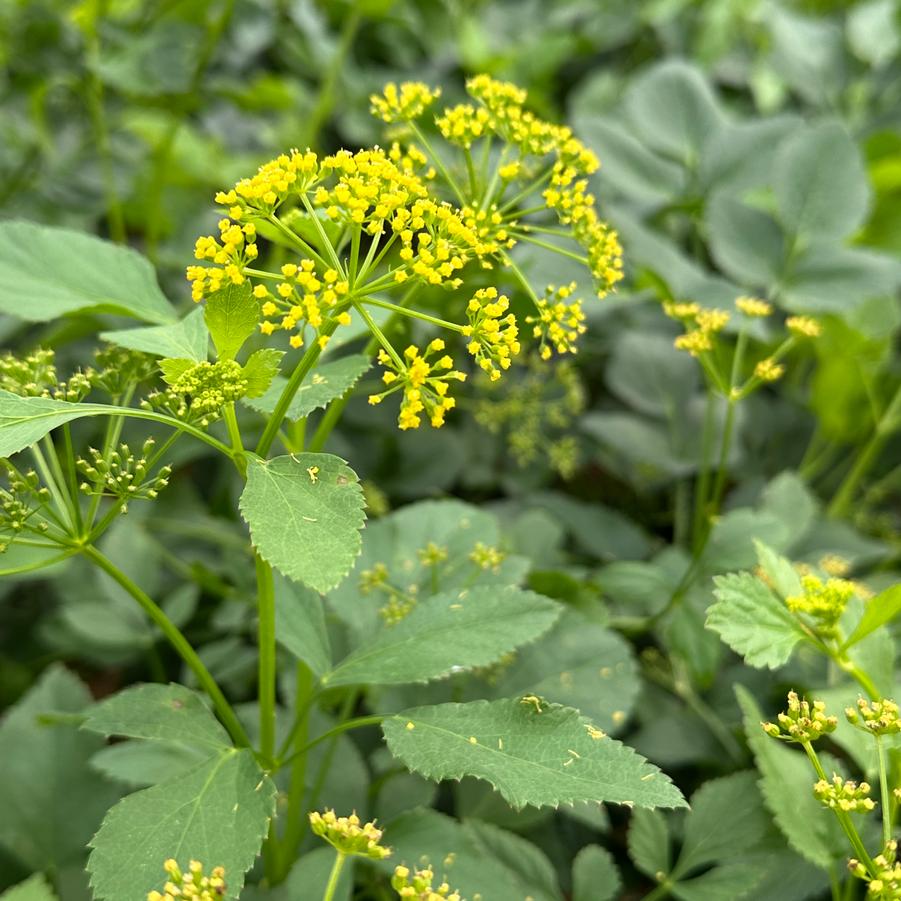 Zizia aurea - Golden Alexander from Pleasant Run Nursery