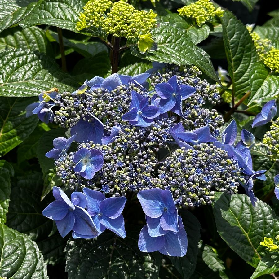 Hydrangea macrophylla Endless Summer® Pop Star® - Bigleaf Hydrangea from Pleasant Run Nursery