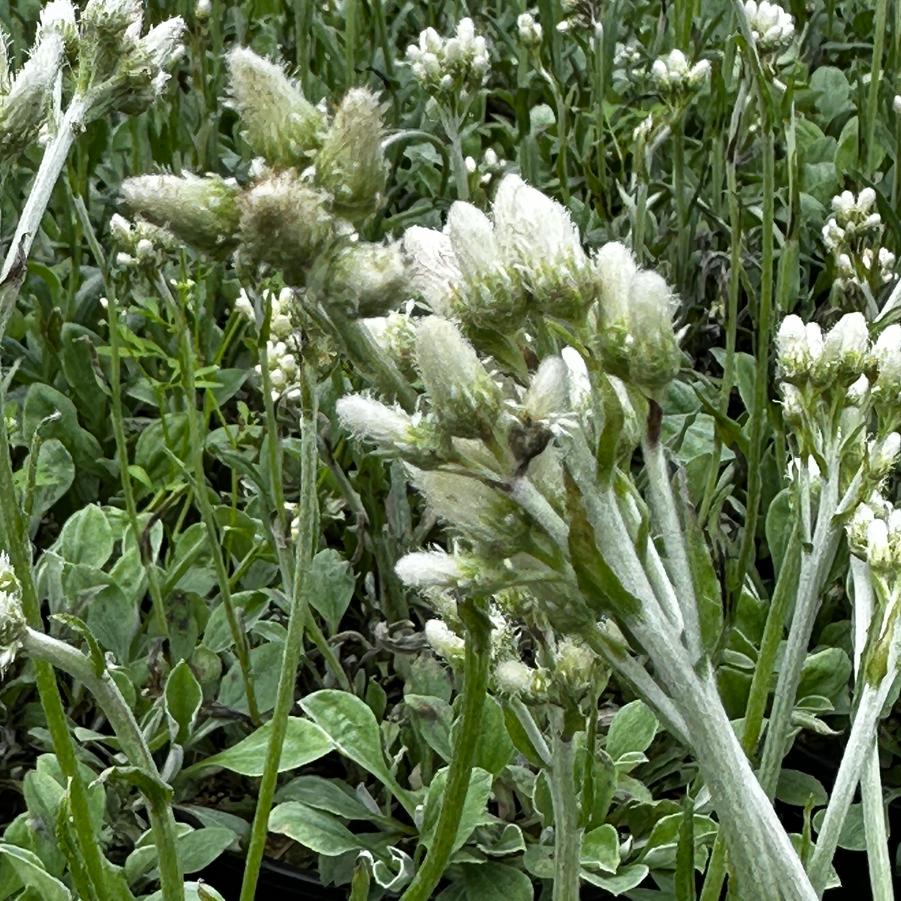 Antennaria plantaginifolia - Pussytoes from Pleasant Run Nursery