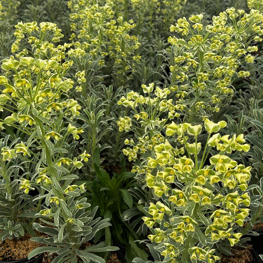 Euphorbia characias ssp. wulfenii SAHARA™ 'Glacier Blue' - Spurge from Pleasant Run Nursery