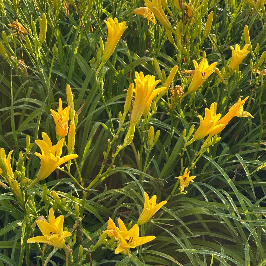 Hemerocallis Trophytaker® 'The Jury's Out' - Daylily from Pleasant Run Nursery