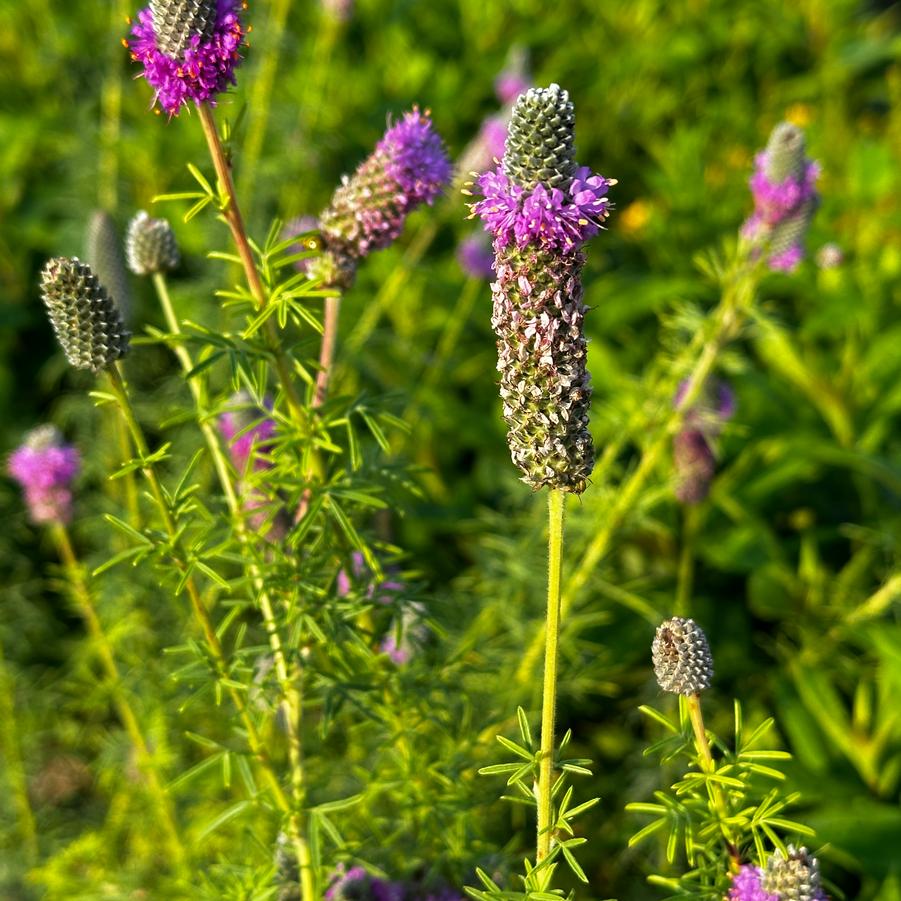Dalea purpurea - Purple Prairie Clover from Pleasant Run Nursery