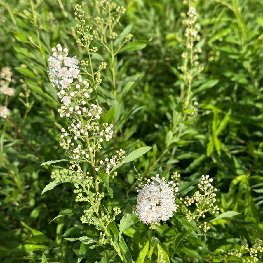Spiraea alba - White meadowsweet from Pleasant Run Nursery