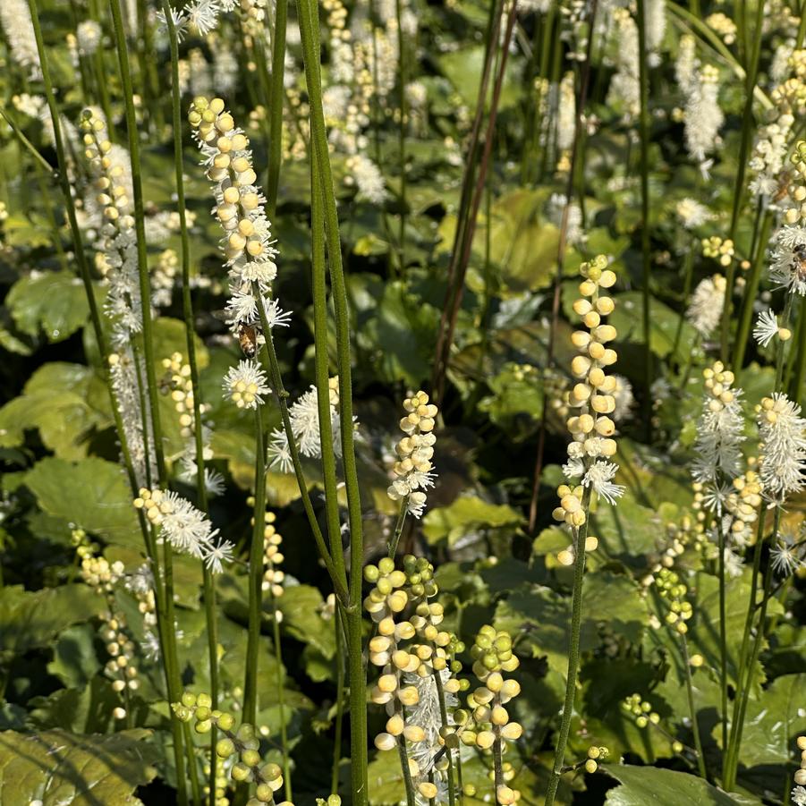 Actaea japonica 'Silver Dance' - Japanese Bugbane from Pleasant Run Nursery