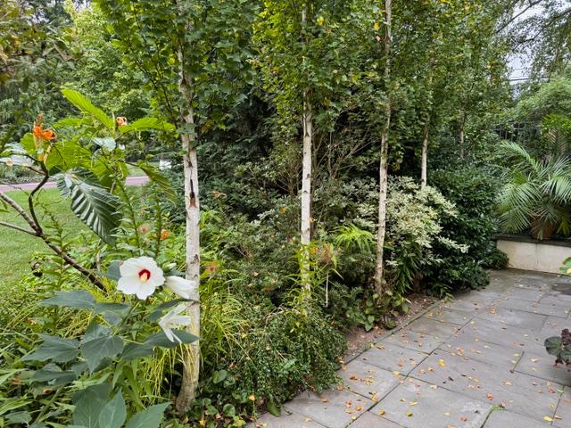 Betula platyphylla Parkland Pillar® - Chanticleer (Photo: Little Miracles Designs)