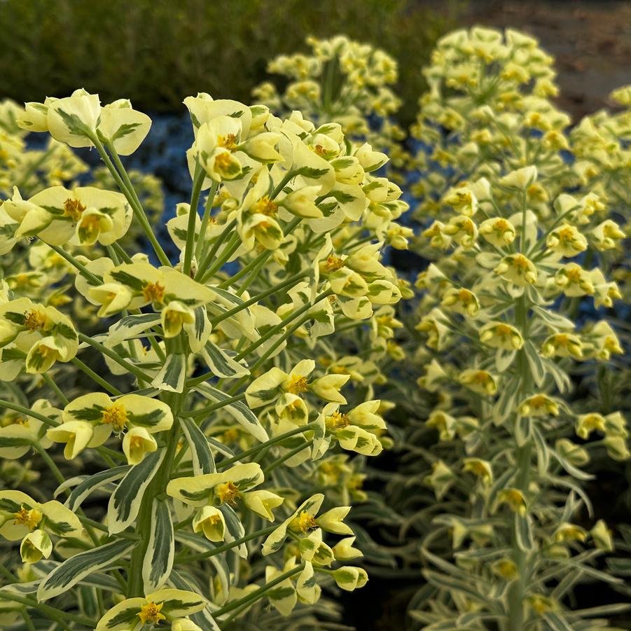 Euphorbia characias ssp. wulfenii SAHARA™ 'Tasmanian Tiger' - Spurge from Pleasant Run Nursery