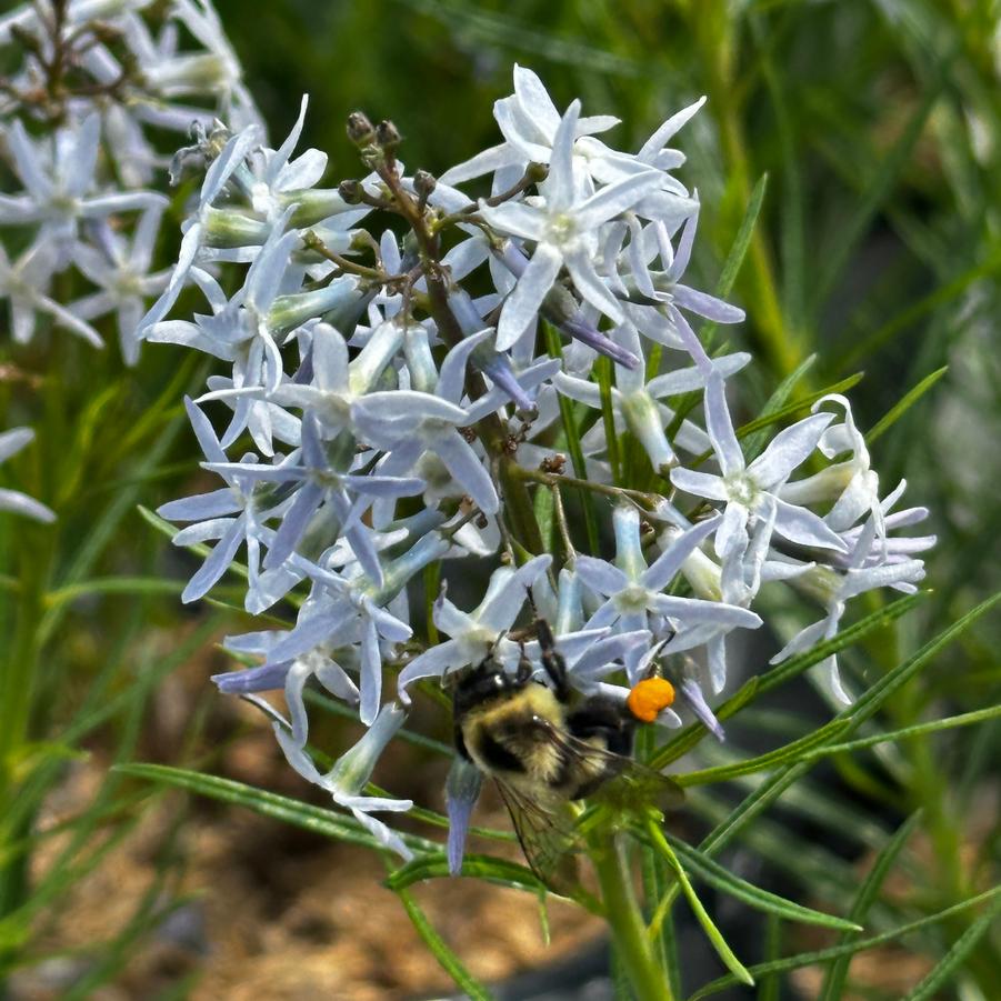 Amsonia hubrichtii 'String Theory' - Arkansas Amsonia from Pleasant Run Nursery