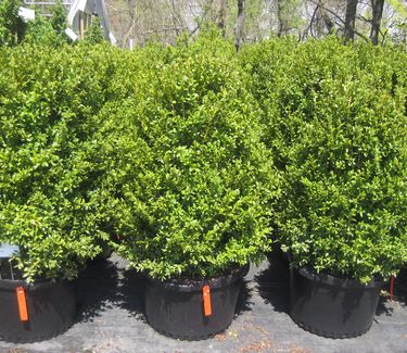 Buxus sempervirens 