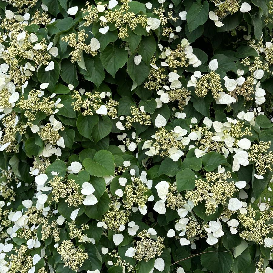 Schizophragma hydrangeoides 'Moonlight' - False Hydrangea-vine 