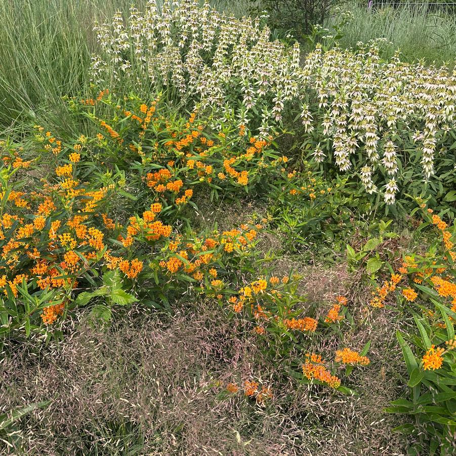 Asclepias tuberosa - Butterfly Weed