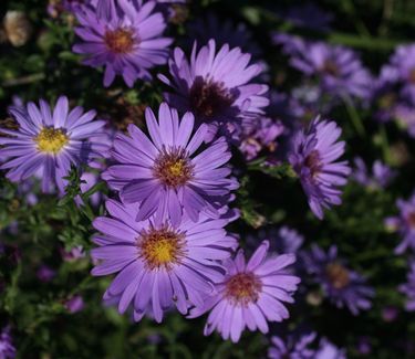 Aster 'Wood's Purple' 