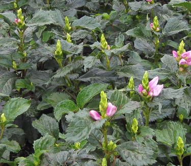 Chelone lyonii 'Hot Lips' - Turtlehead