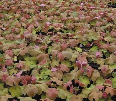 Heuchera x villosa 'Southern Comfort' - Alum Root