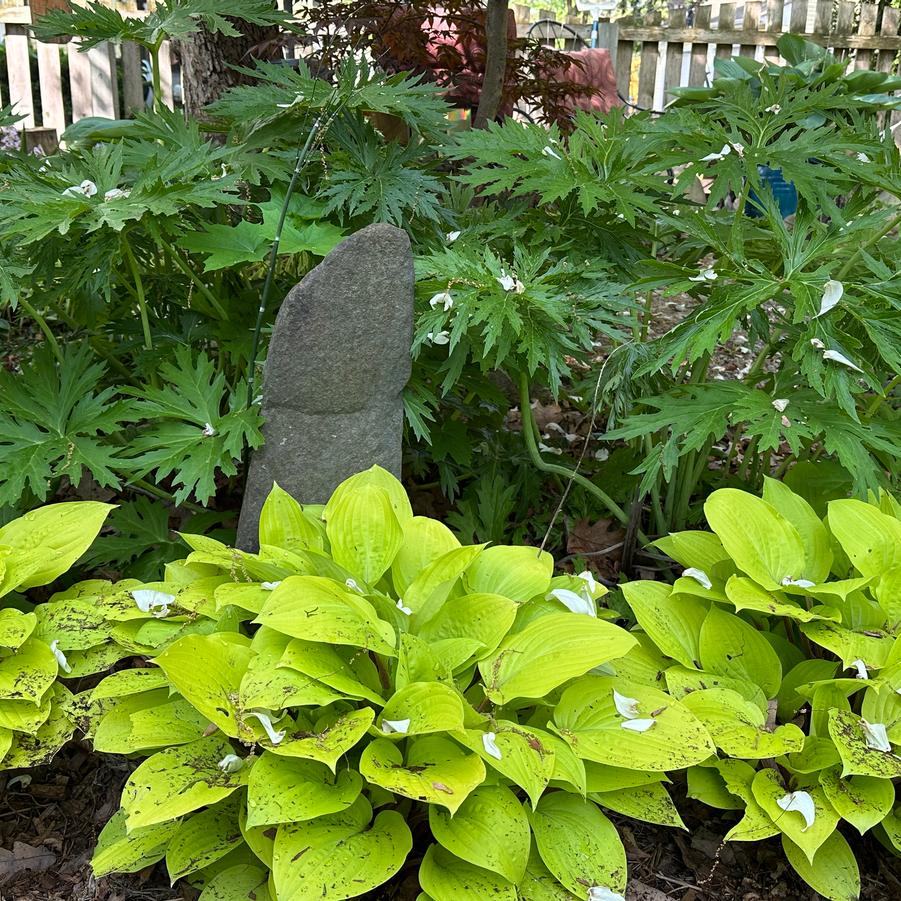 Hosta 'Fire Island'