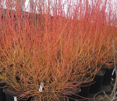 Cornus sanguinea Midwinter Fire - Bloodtwig Dogwood