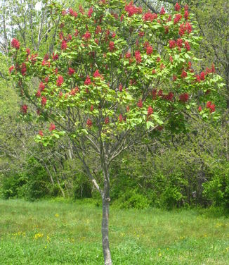 Aesculus pavia