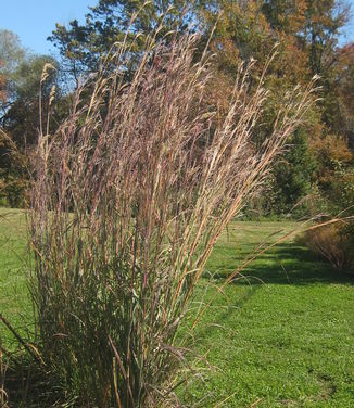 Andropogon gerardii - Big Bluestem 