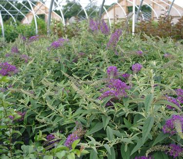 Buddleia x Lo & Behold® 'Purple Haze'