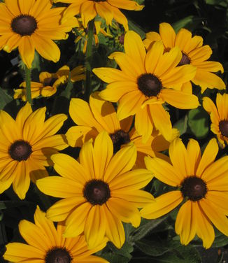Rudbeckia hirta Indian Summer