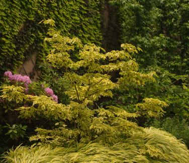 Cornus kousa Summer Gold (@ Untermyer Gardens)