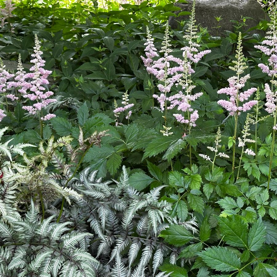 Astilbe chinensis 'Visions in Pink' @ The Scott Arboretum