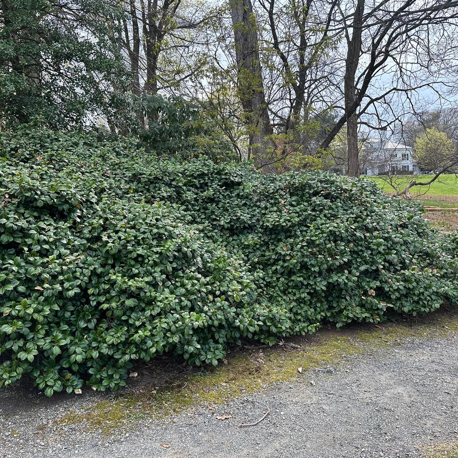 Ilex opaca Maryland Dwarf - American Holly