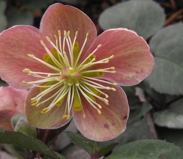 Helleborus x ericsmithii 'Pink Frost' 