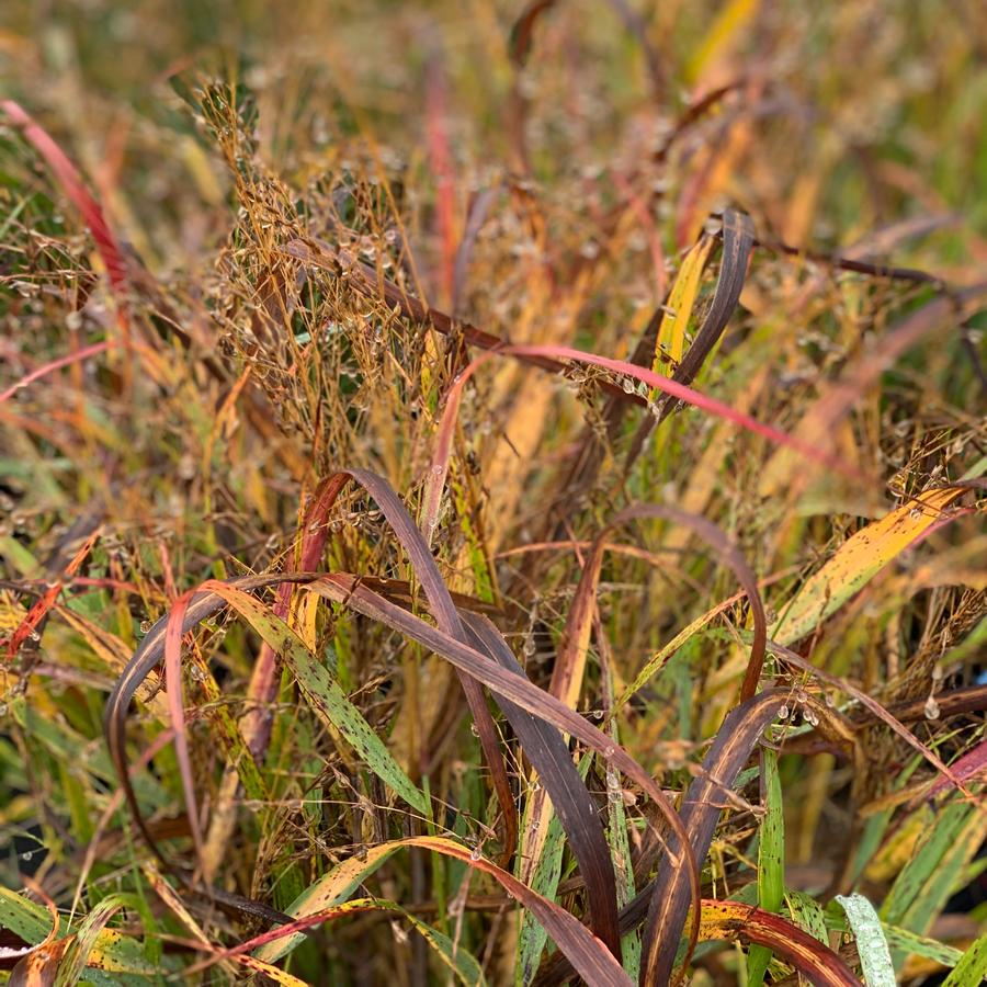 Panicum virgatum 'Cape Breeze' - Switchgrass from Pleasant Run Nursery