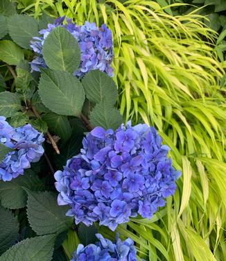 Hydrangea macrophylla Endless Summer® BloomStruck®