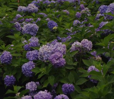 Hydrangea macrophylla Endless Summer® 'The Original'