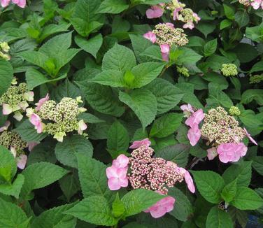 Hydrangea macrophylla Endless Summer® Twist 'n' Shout® - Bigleaf Hydrangea from Pleasant Run Nursery