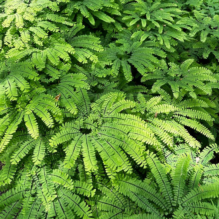 Adiantum pedatum - Maidenhair Fern from Pleasant Run Nursery