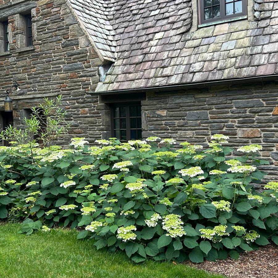 Hydrangea arborescens 'Haas Halo'