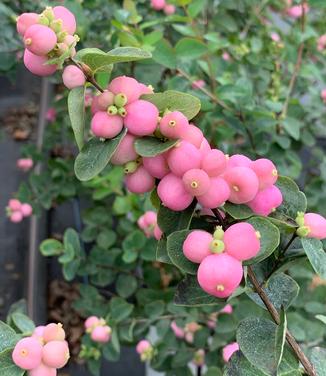 Symphoricarpos x Proud Berry® Pink - Coralberry from Pleasant Run Nursery