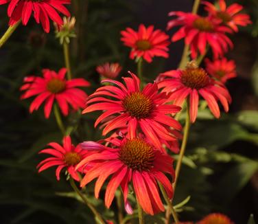 Echinacea x PRAIRIE STARS™ 'Tomato Soup'