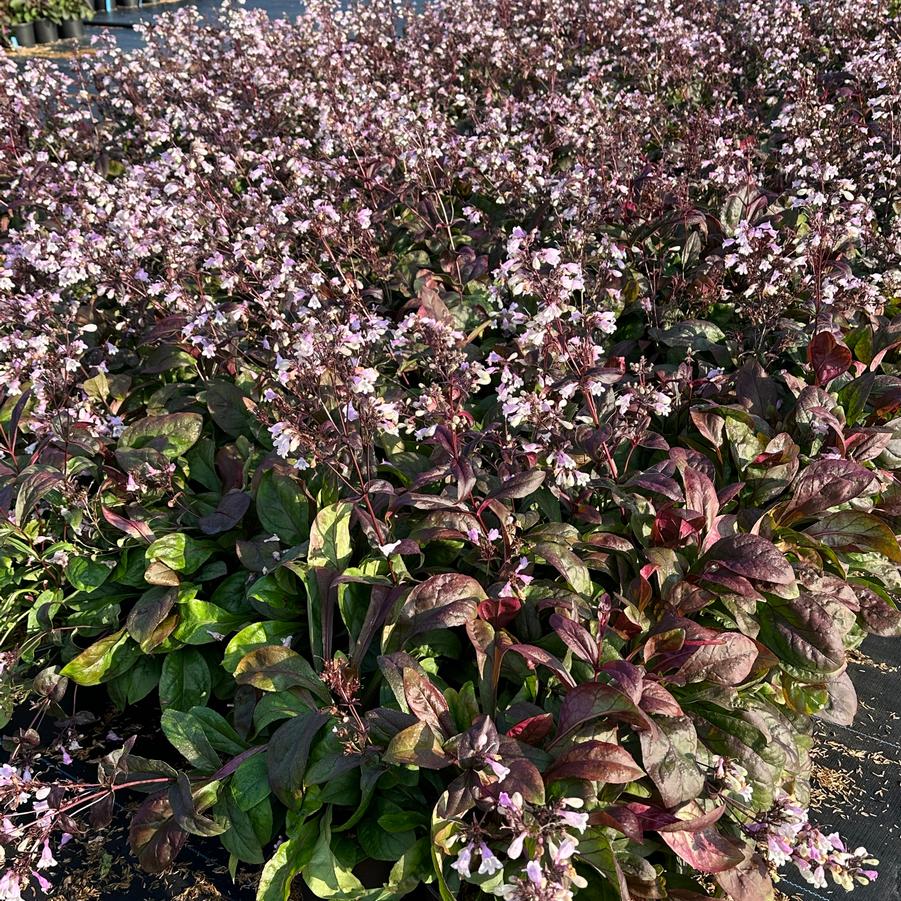 Penstemon digitalis 'Blackbeard' - Beardtongue from Pleasant Run Nursery