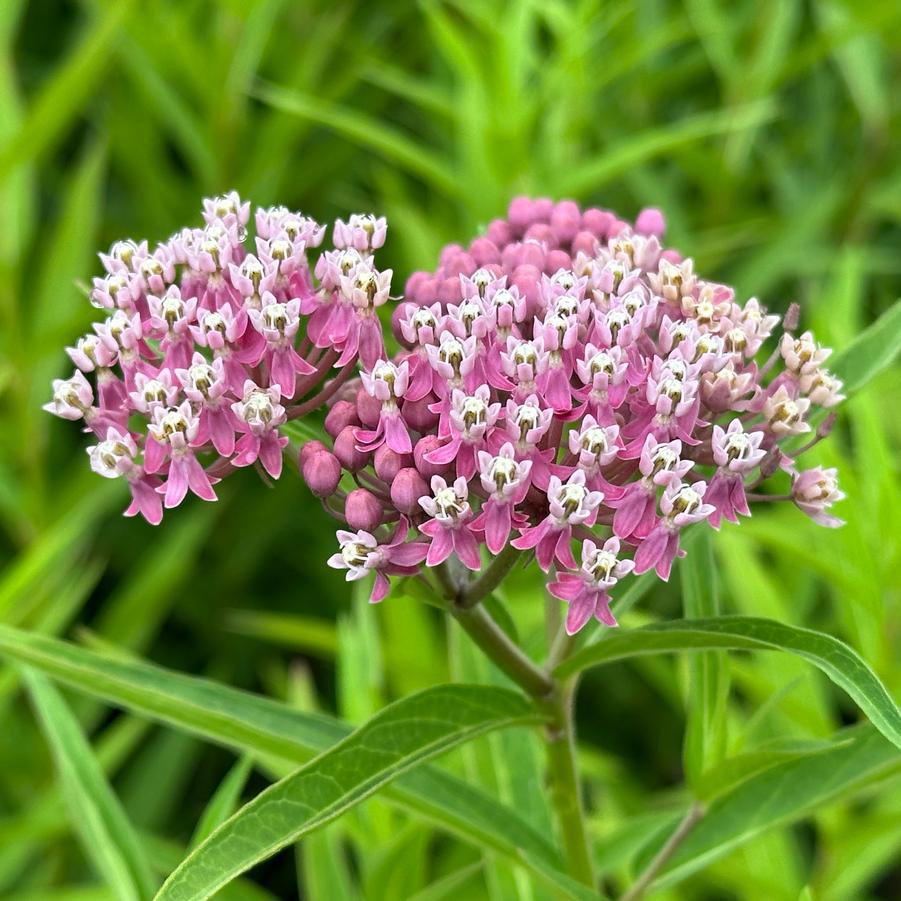 Asclepias incarnata 'Soulmate' - Swamp Milkweed from Pleasant Run Nursery