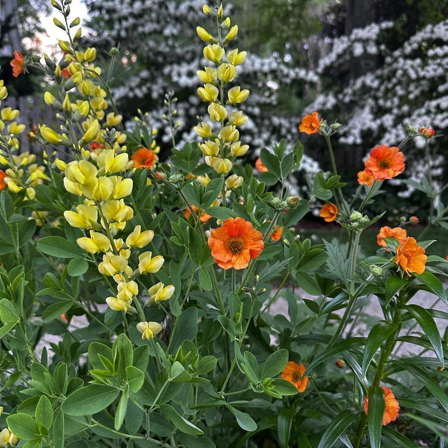 Geum x 'Totally Tangerine' - Avens from Pleasant Run Nursery