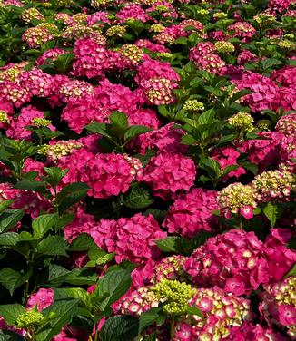 Hydrangea macrophylla Endless Summer® Summer Crush®