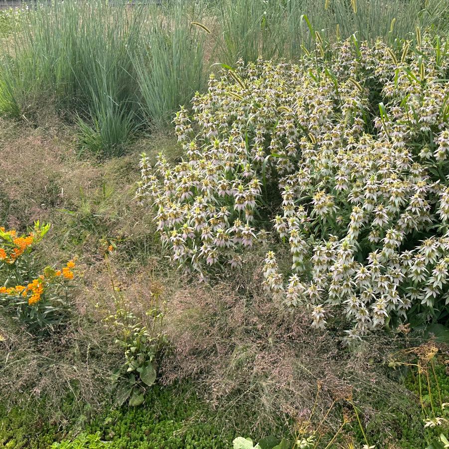 Monarda punctata @ Central Park