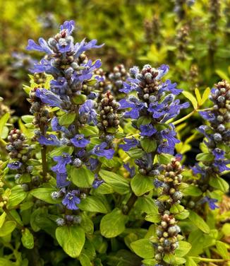 Ajuga tenorei Feathered Friends™ 'Cordial Canary' - Bugleweed from Pleasant Run Nursery