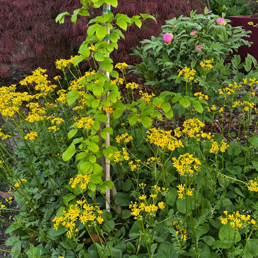 Packera obovata - Golden Groundsel from Pleasant Run Nursery