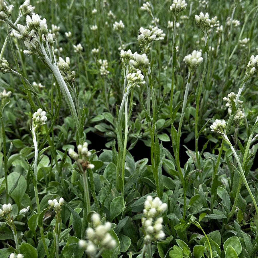 Antennaria plantaginifolia - Pussytoes from Pleasant Run Nursery