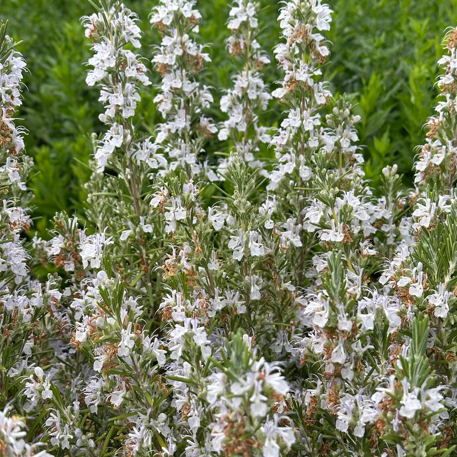 Rosmarinus officinalis 'Arp' - Rosemary from Pleasant Run Nursery