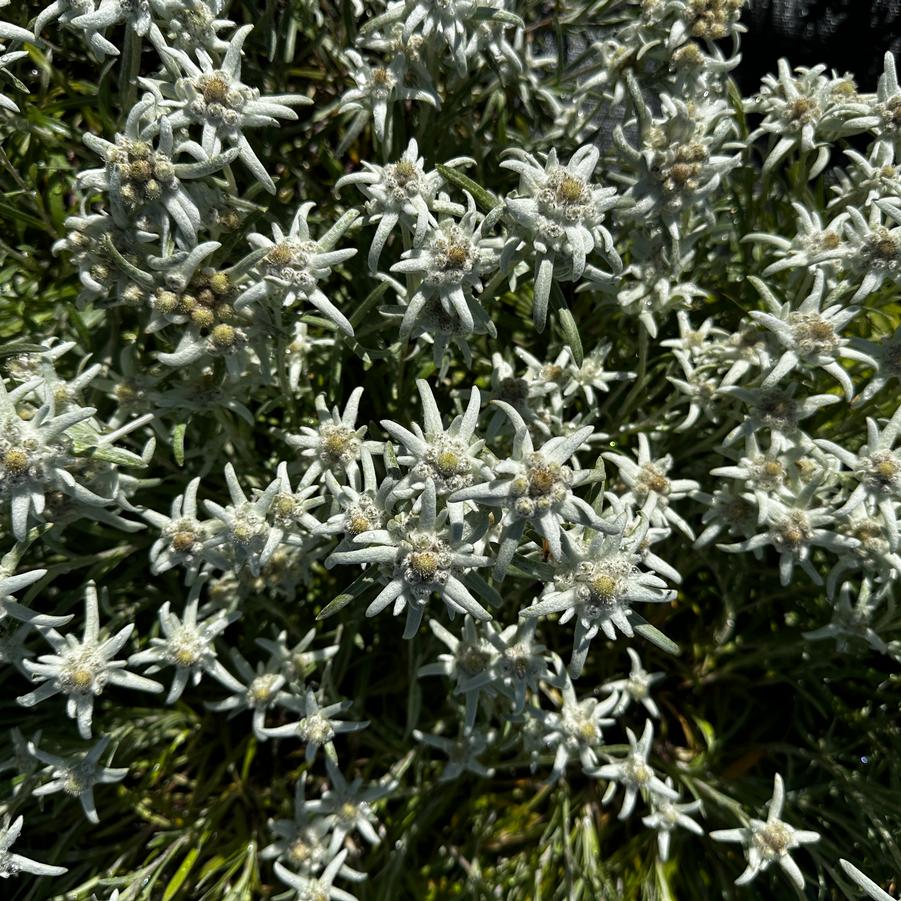 Leontopodium alpinium 'Blossom of Snow' - Edelweiss from Pleasant Run Nursery