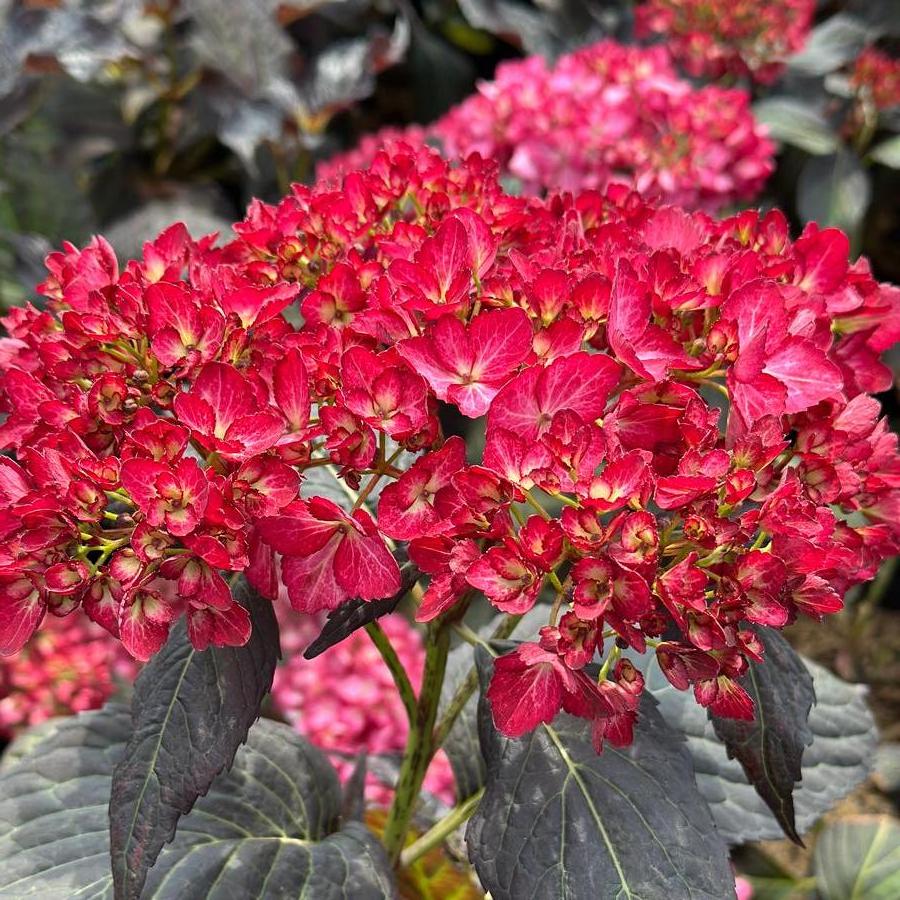 Hydrangea macrophylla Eclipse® - Bigleaf Hydrangea from Pleasant Run Nursery
