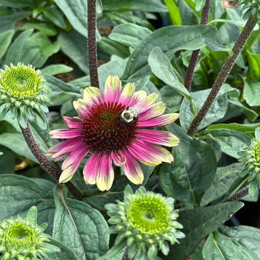 Echinacea purpurea 'Sweet Sandia' - Coneflower from Pleasant Run Nursery
