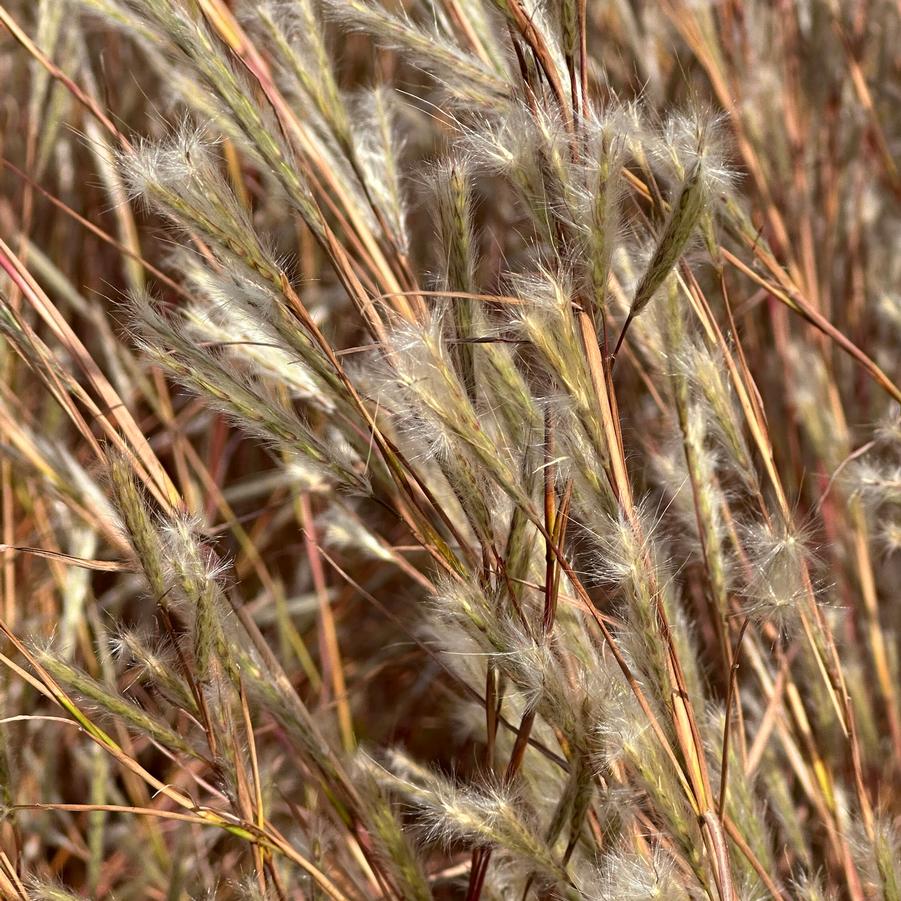 Andropogon ternarius - Splitbeard Bluestem from Pleasant Run Nursery